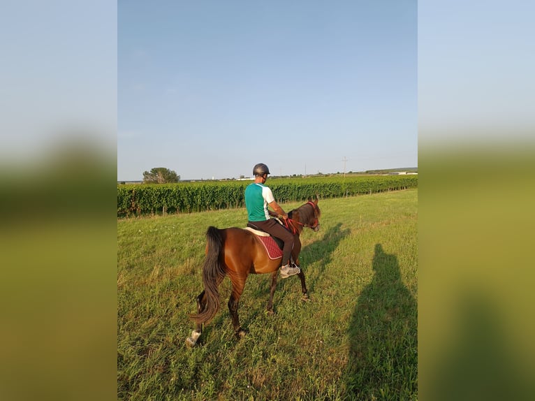 Vollblutaraber Wallach 14 Jahre 167 cm Brauner in Haschendorf