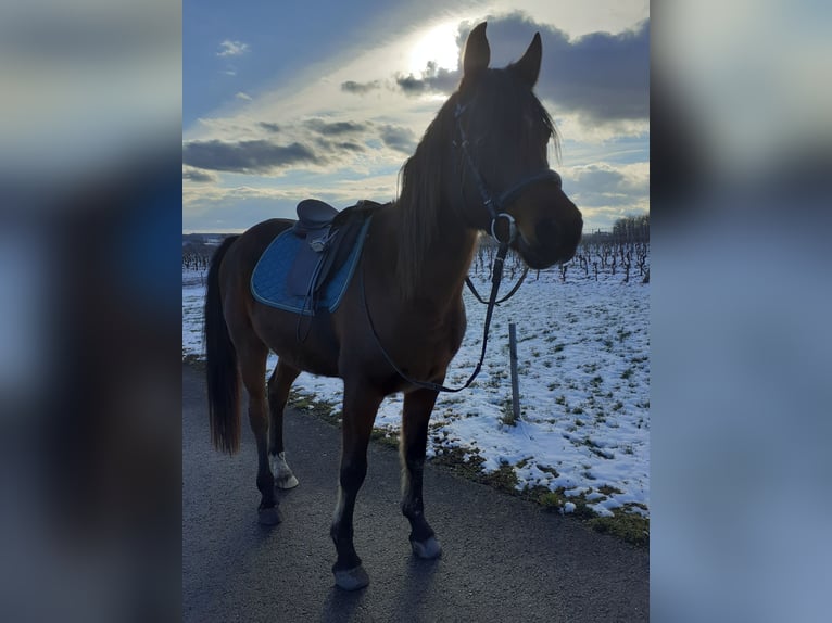 Vollblutaraber Wallach 14 Jahre 167 cm Brauner in Neckenmarkt