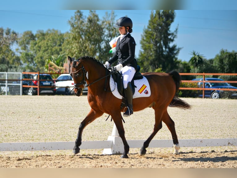 Vollblutaraber Mix Wallach 15 Jahre 144 cm Brauner in San Roque, C&#xE1;diz, Andaluc&#xED;a
