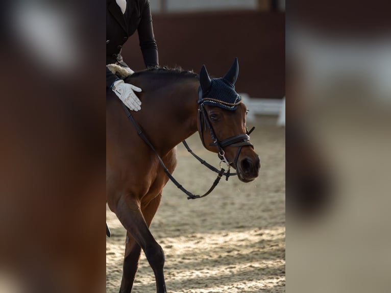 Vollblutaraber Mix Wallach 15 Jahre 144 cm Brauner in San Roque, C&#xE1;diz, Andaluc&#xED;a
