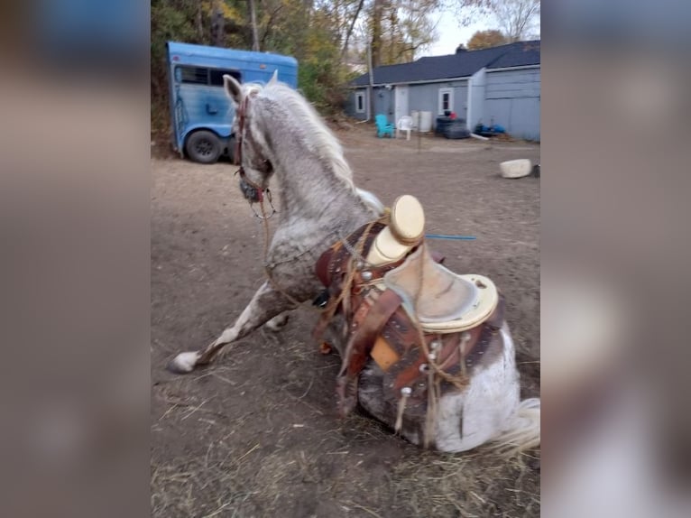 Vollblutaraber Wallach 15 Jahre 145 cm White in Kansas City, Kansas