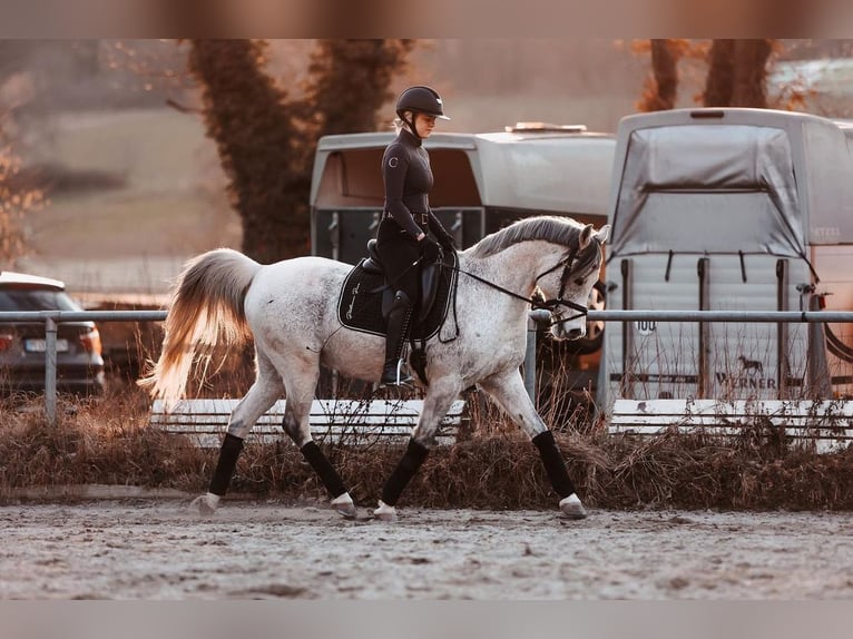 Vollblutaraber Wallach 15 Jahre 148 cm Apfelschimmel in Waldbronn