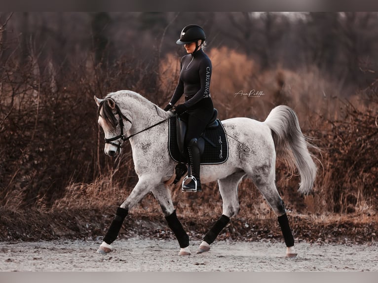 Vollblutaraber Wallach 15 Jahre 148 cm Apfelschimmel in Waldbronn