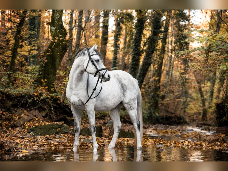 Vollblutaraber Wallach 15 Jahre 148 cm Apfelschimmel in Waldbronn