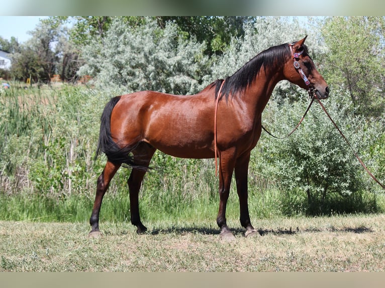 Vollblutaraber Wallach 15 Jahre 152 cm Rotbrauner in Fort Collins