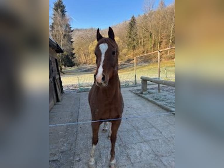 Vollblutaraber Wallach 15 Jahre 153 cm Fuchs in Geilnau