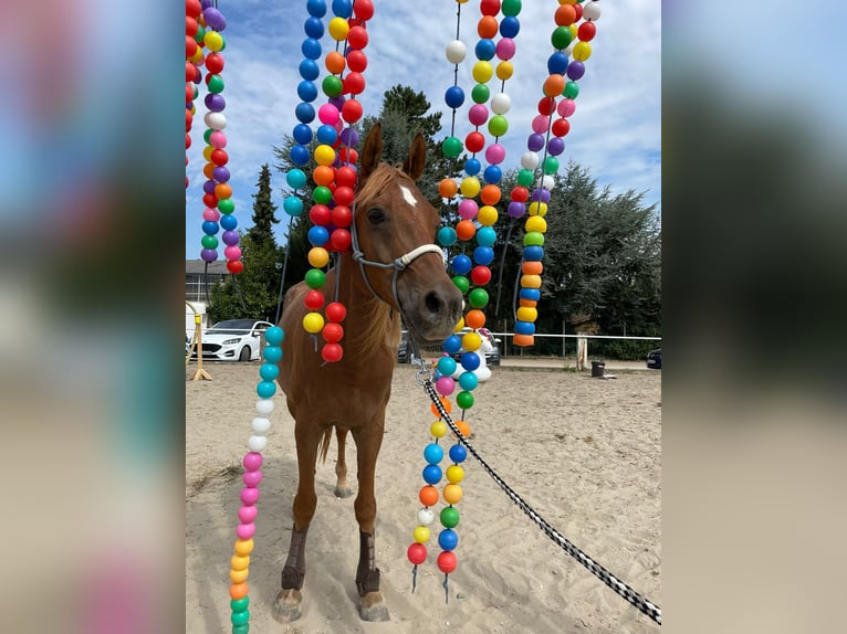 Vollblutaraber Wallach 16 Jahre 153 cm Fuchs in Bedburg