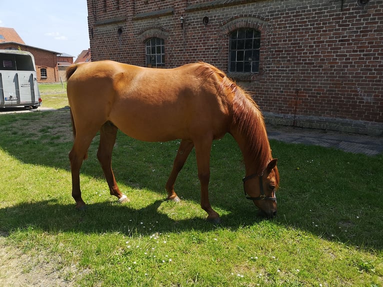 Vollblutaraber Wallach 16 Jahre 153 cm Fuchs in S&#xFC;derholz