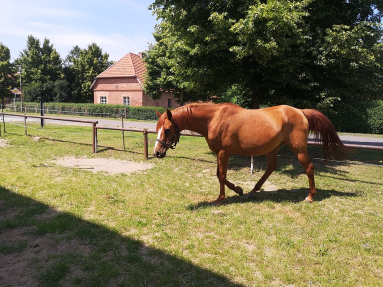 Vollblutaraber Wallach 16 Jahre 153 cm Fuchs in S&#xFC;derholz