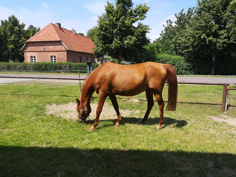 Vollblutaraber Wallach 16 Jahre 153 cm Fuchs in S&#xFC;derholz