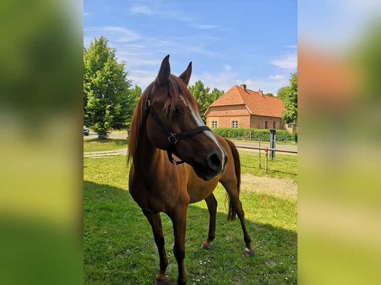 Vollblutaraber Wallach 16 Jahre 153 cm Fuchs in S&#xFC;derholz