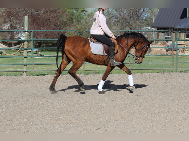 Vollblutaraber Wallach 17 Jahre 152 cm Rotbrauner in Fort Collins, CO