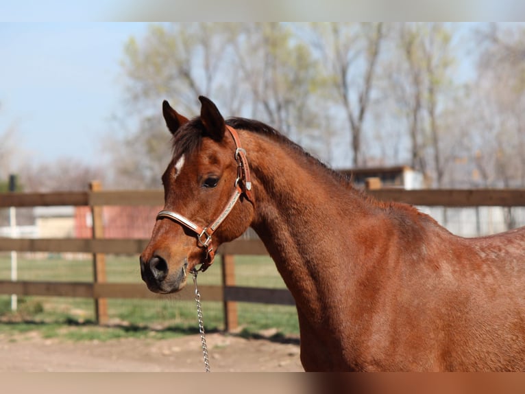 Vollblutaraber Wallach 17 Jahre 152 cm Rotbrauner in Fort Collins, CO