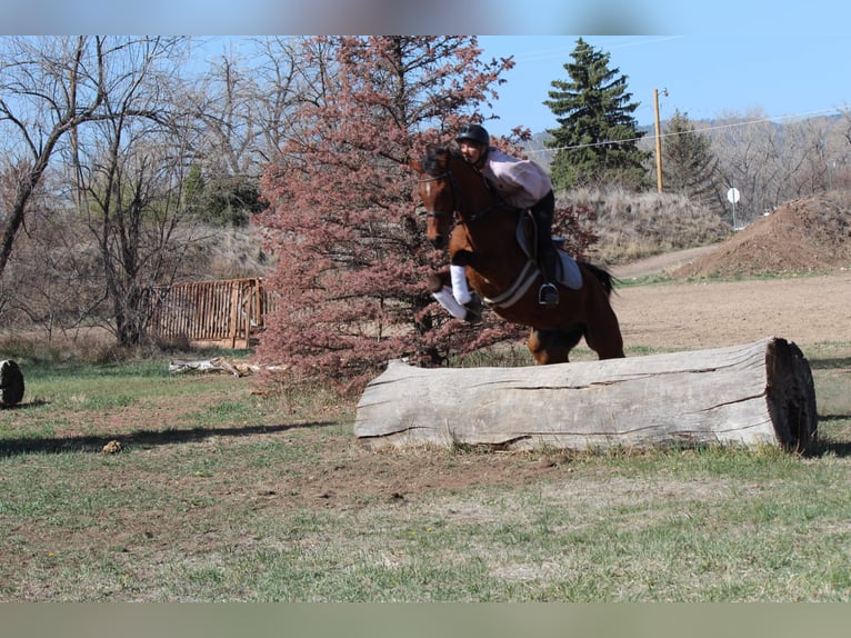 Vollblutaraber Wallach 17 Jahre 152 cm Rotbrauner in Fort Collins, CO