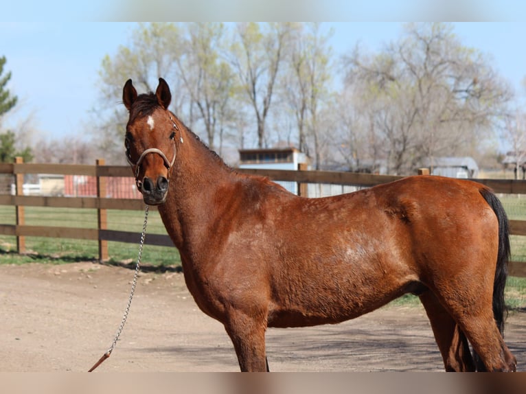 Vollblutaraber Wallach 17 Jahre 152 cm Rotbrauner in Fort Collins, CO