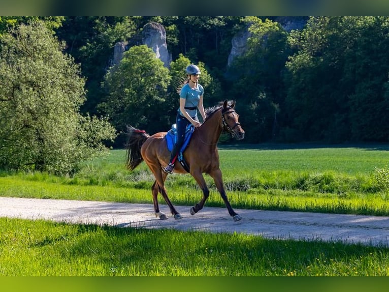 Vollblutaraber Wallach 17 Jahre 156 cm Brauner in Kammlach
