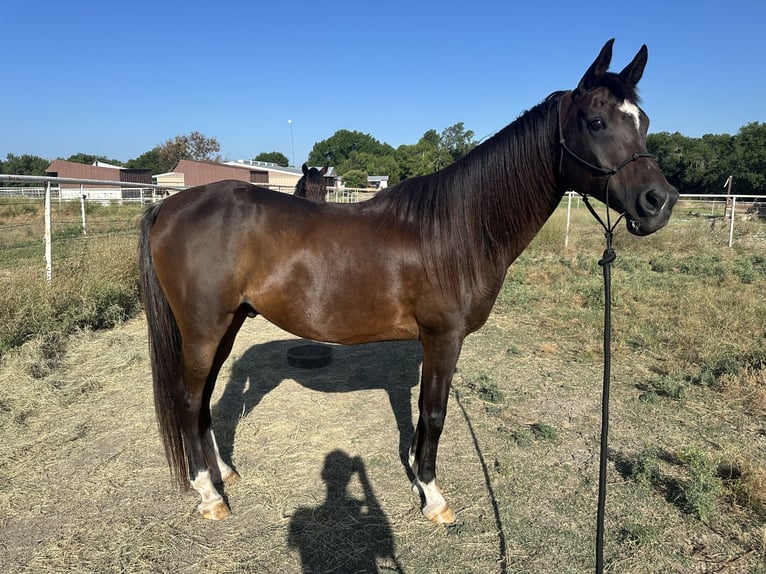 Vollblutaraber Wallach 17 Jahre Dunkelbrauner in Princeton Texas