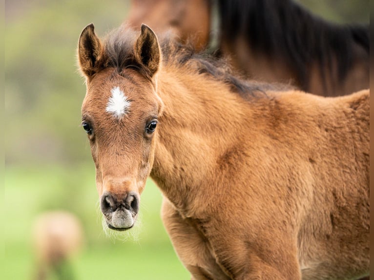 Vollblutaraber Wallach 1 Jahr 153 cm Brauner in Herzberg am Harz