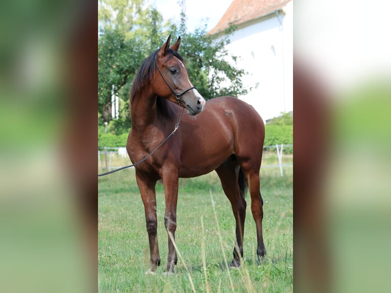 Vollblutaraber Wallach 1 Jahr 154 cm Brauner in Ammerbuch