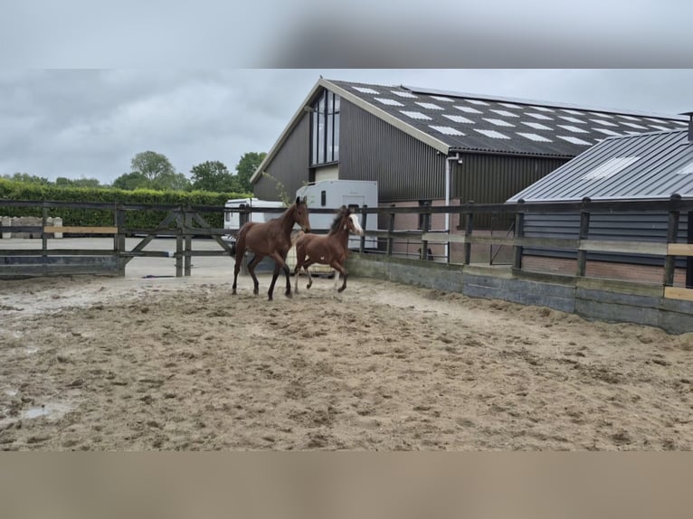 Vollblutaraber Wallach 1 Jahr 155 cm Brauner in PUTTEN