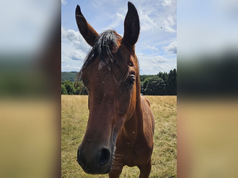 Vollblutaraber Wallach 1 Jahr 165 cm Brauner in Simmerath