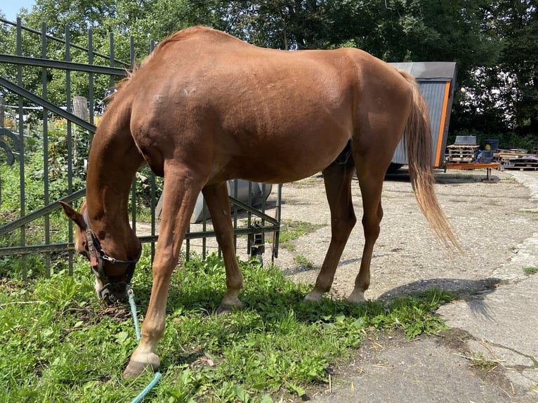 Vollblutaraber Wallach 21 Jahre 148 cm Fuchs in Fr&#xF6;ndenberg