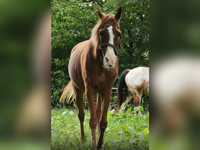 Vollblutaraber Wallach 21 Jahre 148 cm Fuchs in Fr&#xF6;ndenberg