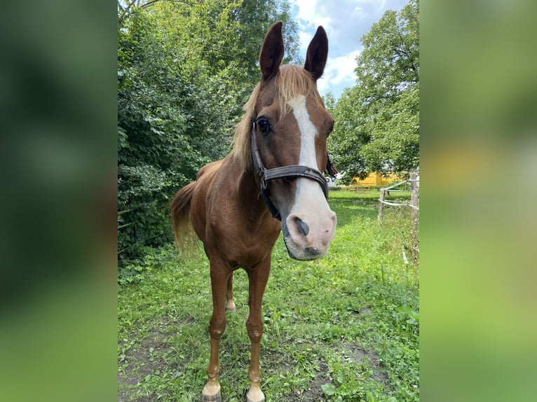Vollblutaraber Wallach 21 Jahre 148 cm Fuchs in Fr&#xF6;ndenberg