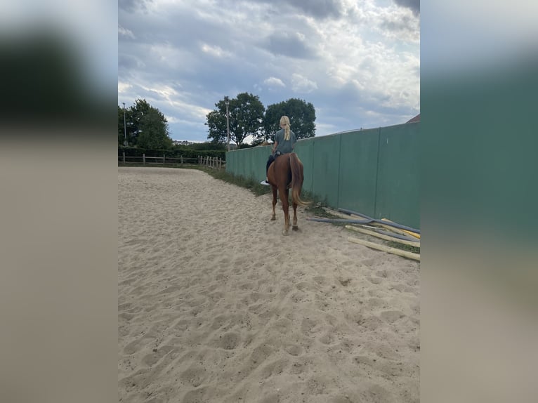 Vollblutaraber Wallach 21 Jahre 148 cm Fuchs in Fr&#xF6;ndenberg