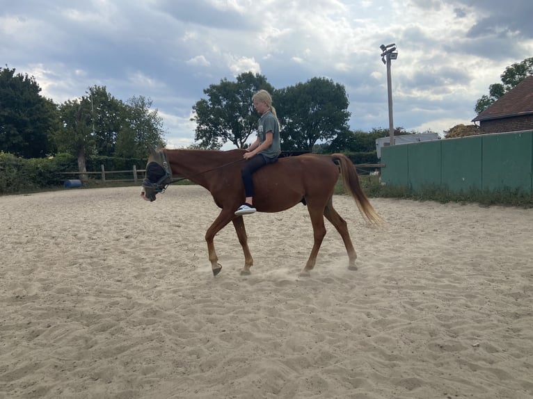 Vollblutaraber Wallach 21 Jahre 148 cm Fuchs in Fr&#xF6;ndenberg