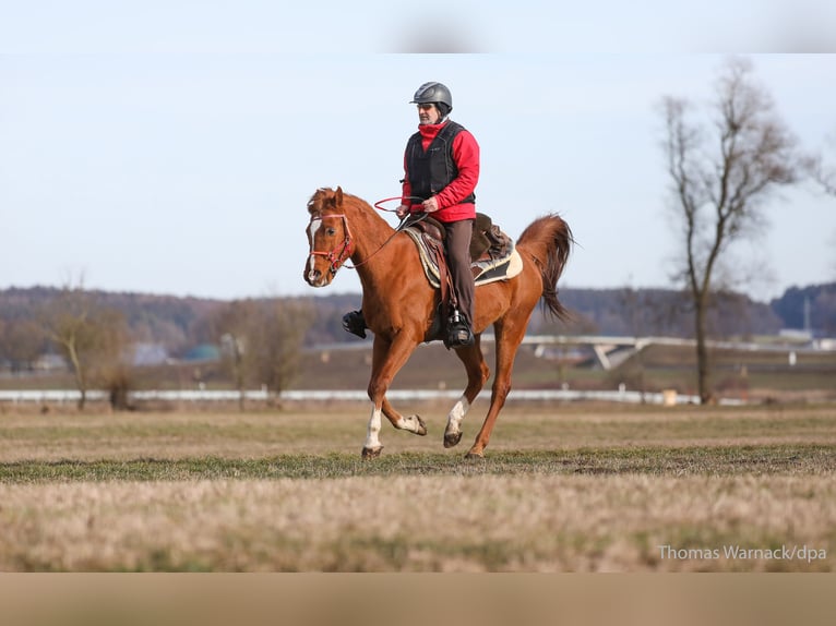Vollblutaraber Wallach 21 Jahre 152 cm Fuchs in Altheim