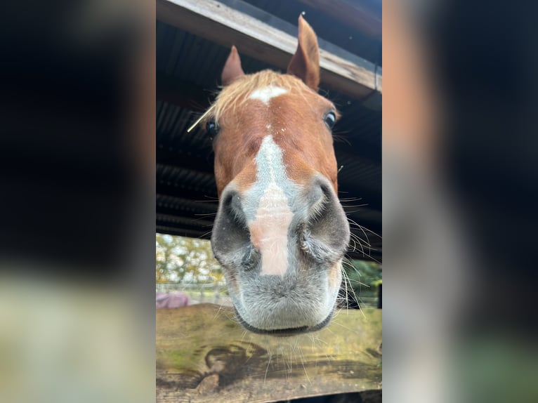 Vollblutaraber Wallach 23 Jahre 156 cm Fuchs in Betzendorf