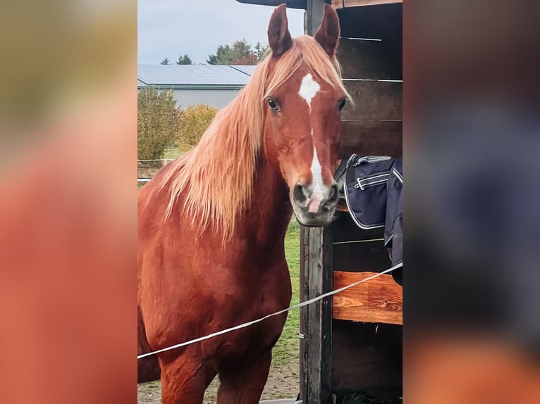 Vollblutaraber Wallach 23 Jahre 156 cm Fuchs in Betzendorf
