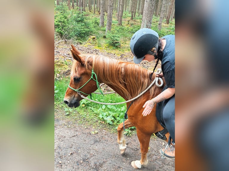 Vollblutaraber Wallach 23 Jahre 156 cm Fuchs in Betzendorf