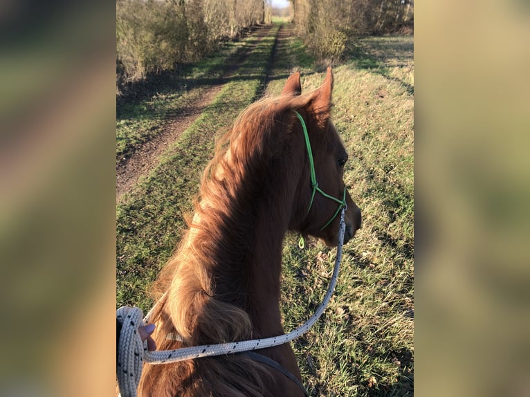 Vollblutaraber Wallach 23 Jahre 156 cm Fuchs in Betzendorf