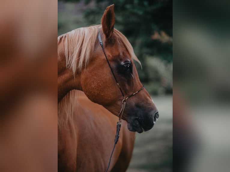 Vollblutaraber Wallach 23 Jahre 156 cm Fuchs in Betzendorf