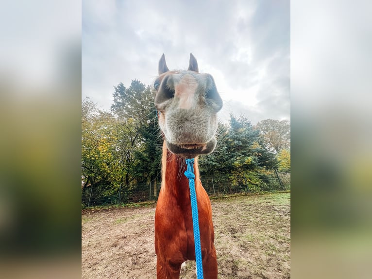 Vollblutaraber Wallach 23 Jahre 156 cm Fuchs in Betzendorf