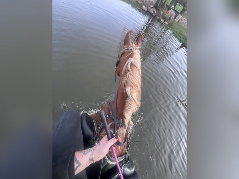 Vollblutaraber Wallach 24 Jahre 156 cm Fuchs in Betzendorf