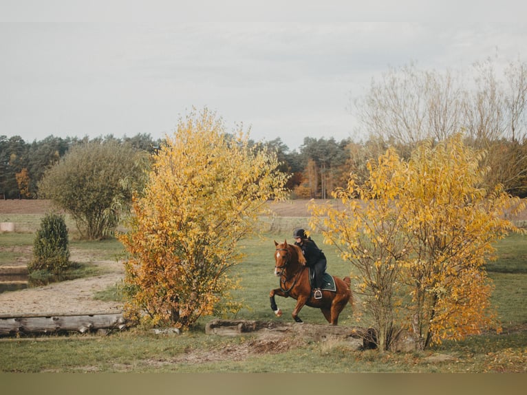 Vollblutaraber Wallach 24 Jahre 156 cm Fuchs in Betzendorf