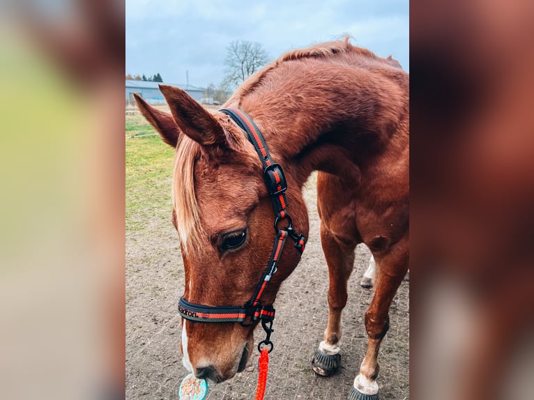 Vollblutaraber Wallach 24 Jahre 156 cm Fuchs in Betzendorf