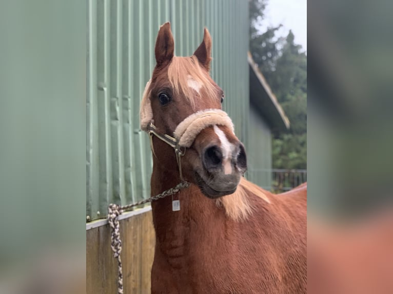 Vollblutaraber Wallach 24 Jahre 156 cm Fuchs in Betzendorf