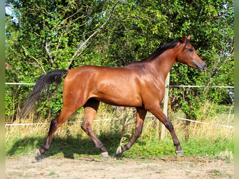 Vollblutaraber Wallach 2 Jahre 150 cm Dunkelbrauner in Kehl