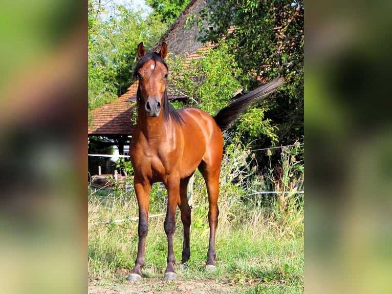 Vollblutaraber Wallach 2 Jahre 150 cm Dunkelbrauner in Kehl