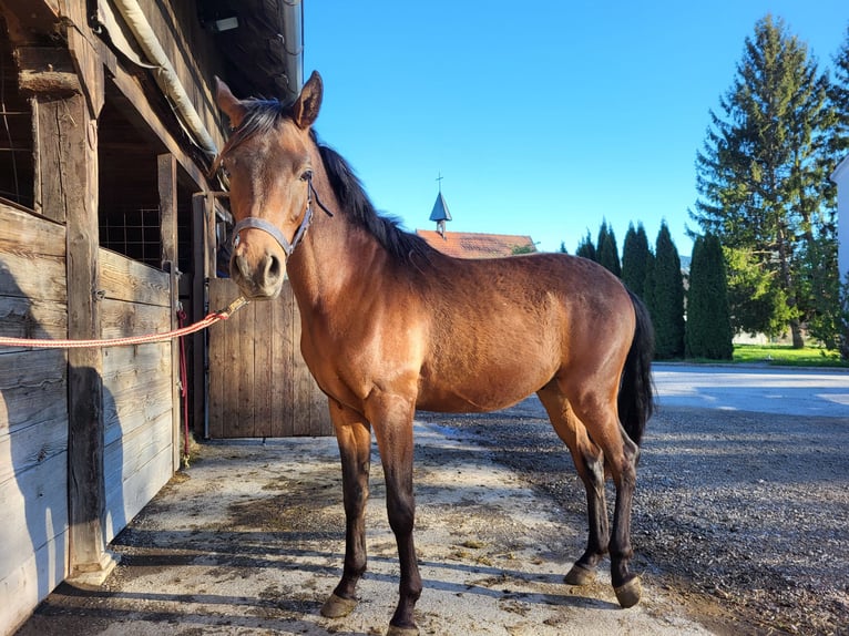 Vollblutaraber Wallach 2 Jahre 153 cm Brauner in Pogusch