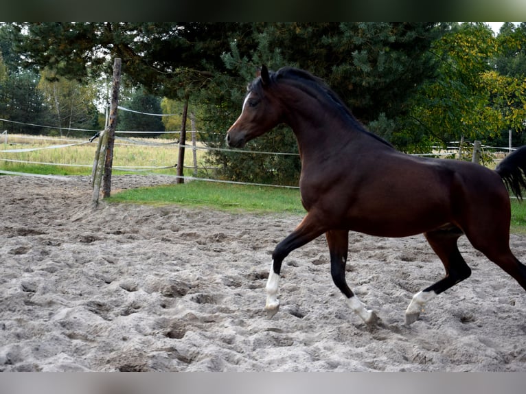 Vollblutaraber Wallach 2 Jahre 153 cm Dunkelbrauner in Tuczępy