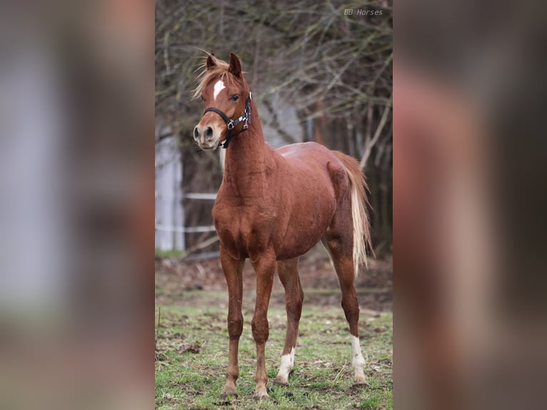 Vollblutaraber Wallach 2 Jahre 155 cm Fuchs in Pastetten