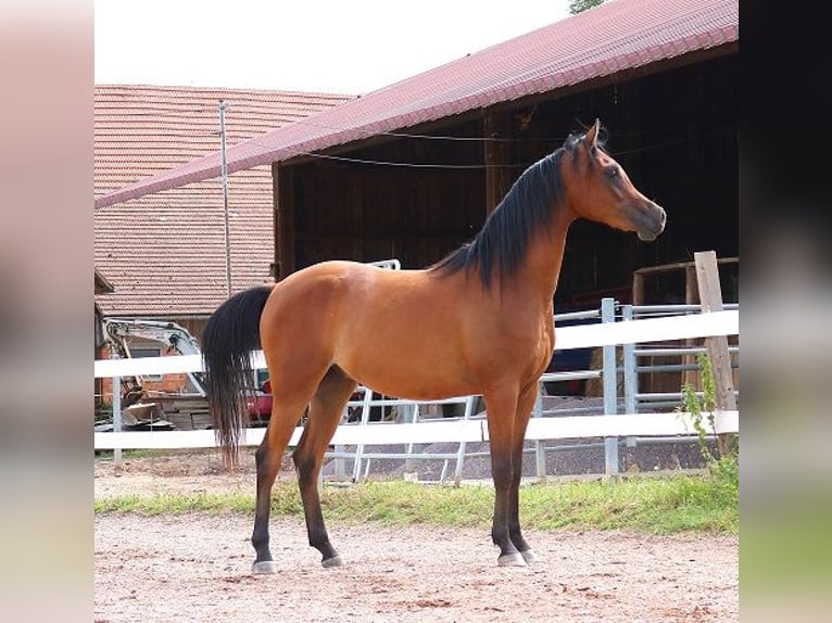 Vollblutaraber Wallach 2 Jahre 157 cm Brauner in Freiamt