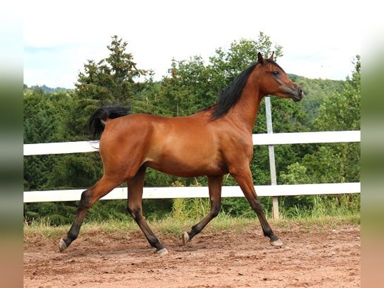 Vollblutaraber Wallach 2 Jahre 157 cm Brauner in Freiamt