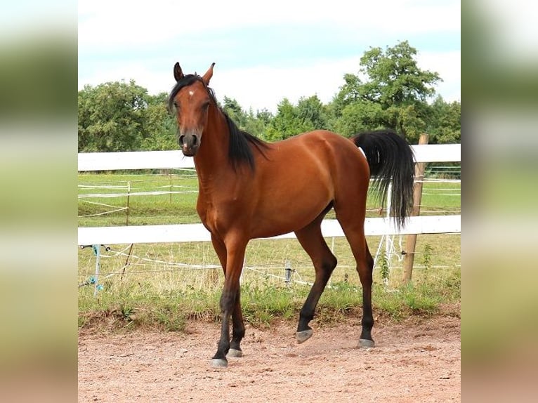 Vollblutaraber Wallach 2 Jahre 157 cm Brauner in Freiamt