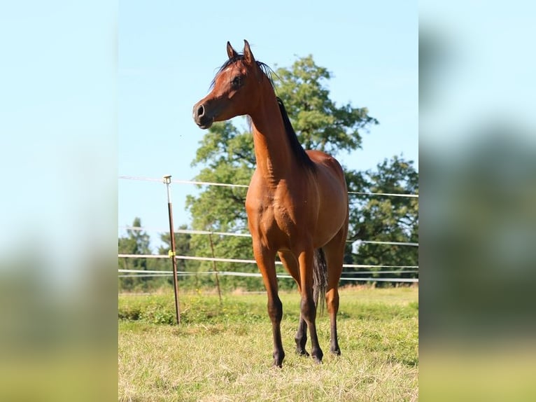 Vollblutaraber Wallach 2 Jahre 157 cm Brauner in Freiamt